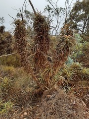 Banksia plumosa