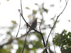 Staphida castaniceps