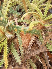 Banksia plumosa