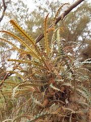 Banksia plumosa