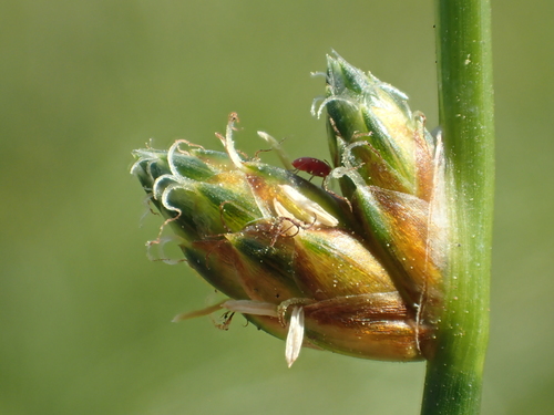 Schoenoplectiella juncoides
