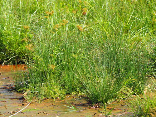 Schoenoplectiella juncoides