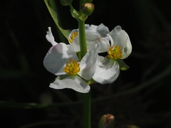 Sagittaria trifolia