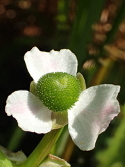 Sagittaria trifolia