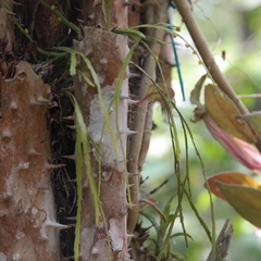 Psilotum complanatum