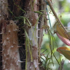 Psilotum complanatum