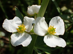 Sagittaria trifolia