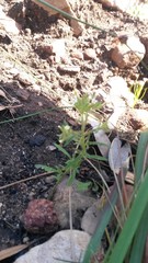 Polycarena silenoides