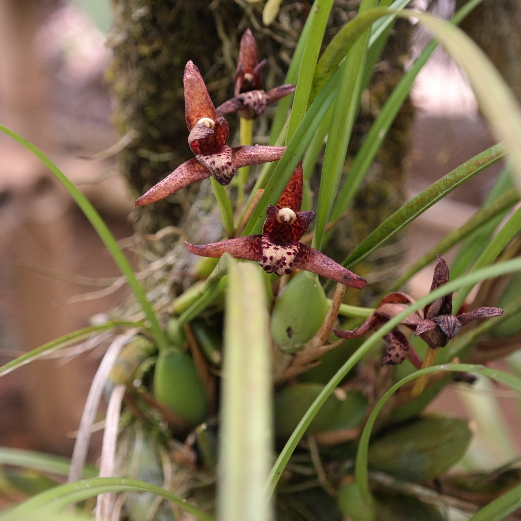 Maxillaria tenuifolia