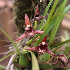 Maxillaria tenuifolia