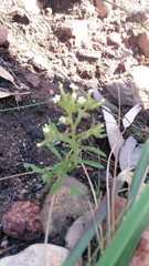 Polycarena silenoides