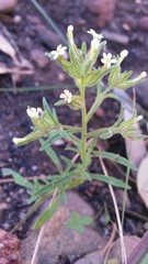 Polycarena silenoides