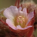 Melochia corchorifolia - Photo no hay derechos reservados, subido por 葉子