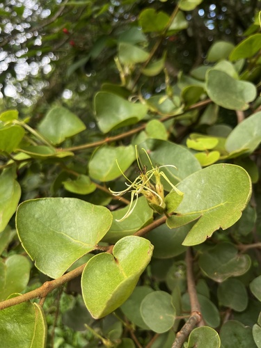 Erianthemum nyikense