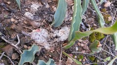 Eriospermum lanceifolium