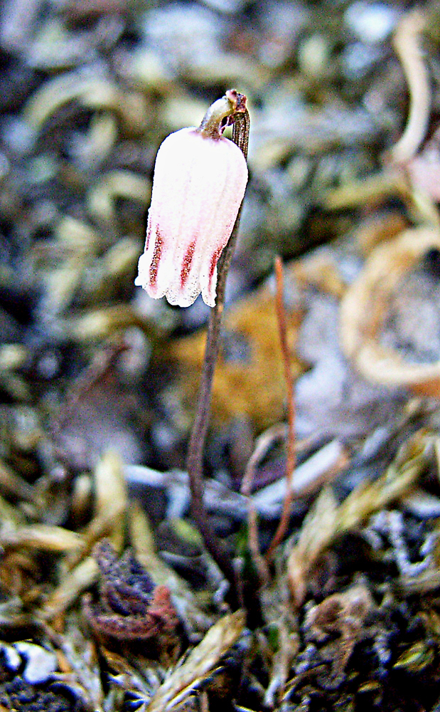 Solitary Squill