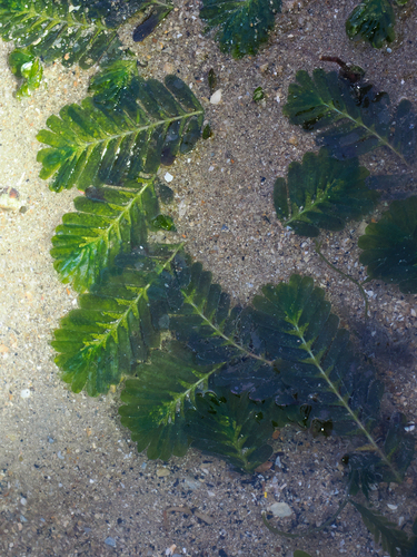 Halophila spinulosa observed 2025-12-07