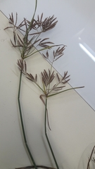 Cyperus rotundus