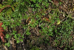 Carmichaelia odorata