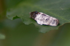 Antaeotricha irene