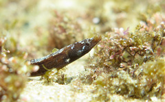 Nannocampus elegans
