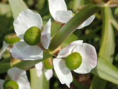 Sagittaria trifolia