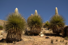 Puya raimondii