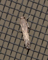 Xylorycta melaleucae