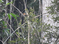 Psittiparus ruficeps