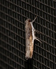 Xylorycta melaleucae