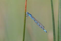 Coenagrion ornatum
