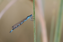 Coenagrion ornatum