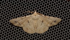 Aeolochroma quadrilinea