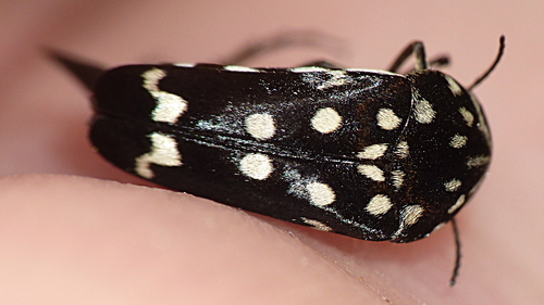 Hoshihananomia dumbrelli · iNaturalist