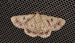 Aeolochroma quadrilinea