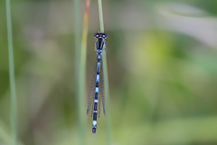Coenagrion ornatum