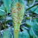 Aecidium plantaginis-variae - Photo (c) greenschist, alguns direitos reservados (CC BY-NC), uploaded by greenschist