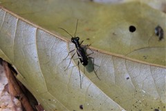 Prothyma heteromallicollis