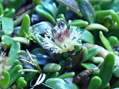 Abrotanella caespitosa