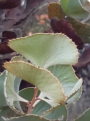 Hakea baxteri
