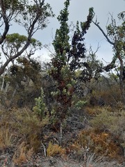 Hakea baxteri