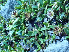 Abrotanella caespitosa