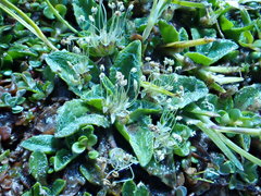 Plantago lanigera