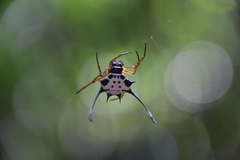 Gasteracantha clavigera