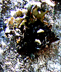 Xanthoparmelia hottentotta