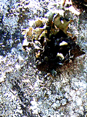 Xanthoparmelia hottentotta