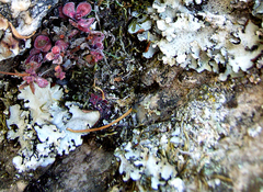 Xanthoparmelia hottentotta