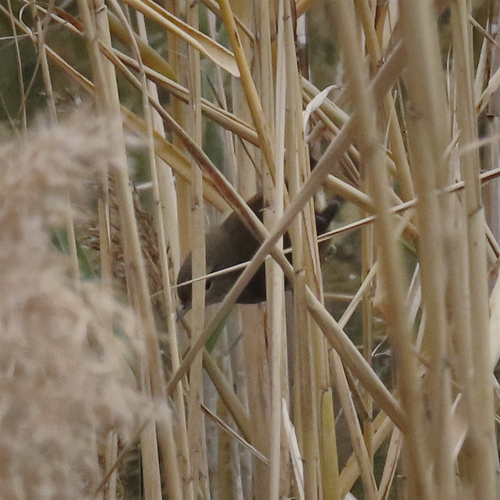 Japanese Bush Warbler (Horornis diphone), photo 9