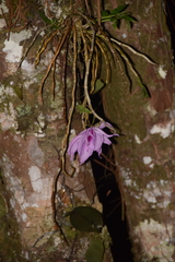 Dendrobium