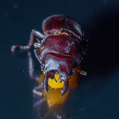 Prosopocoilus torresensis